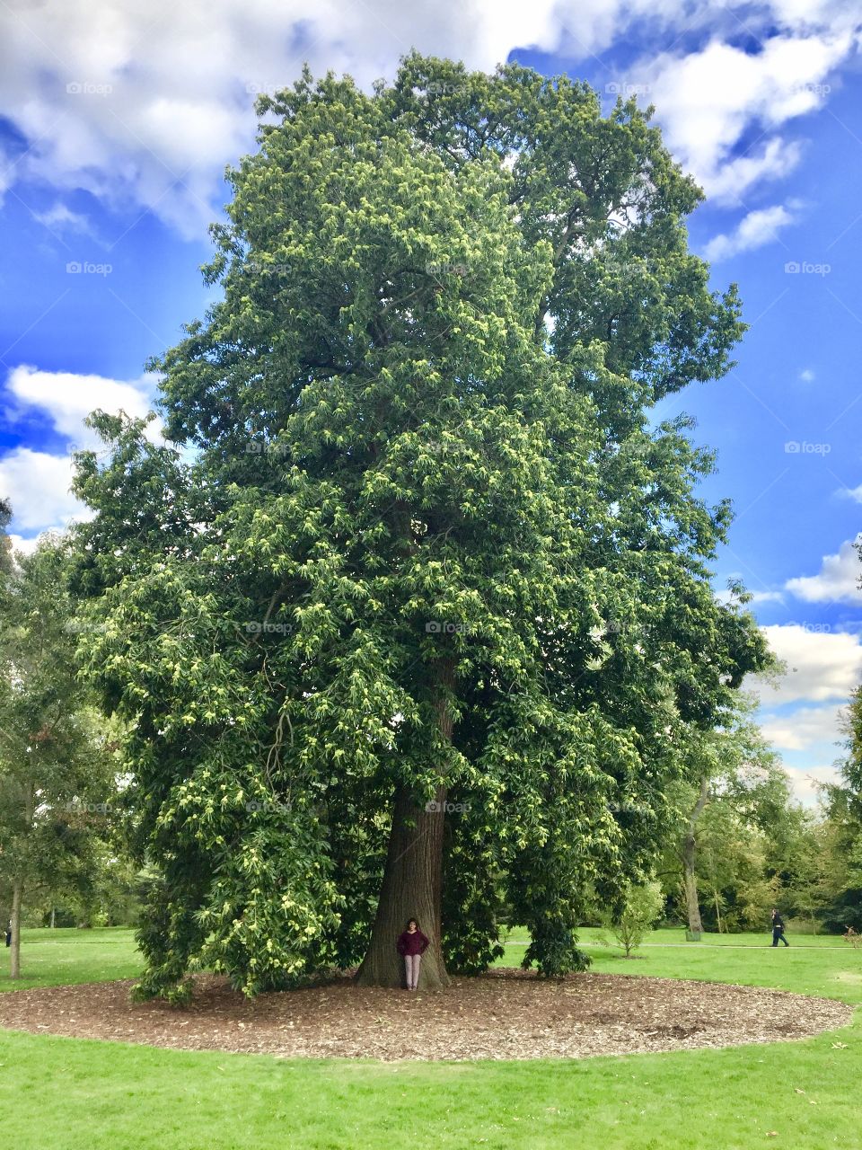 Very big tree and small person, Kew Gardens, London. 