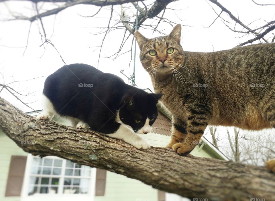 Two cats up a tree