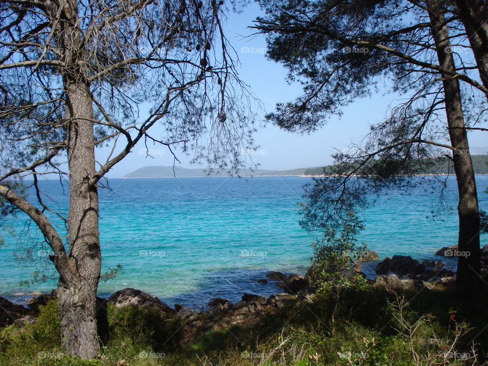 Pine Trees and the Sea