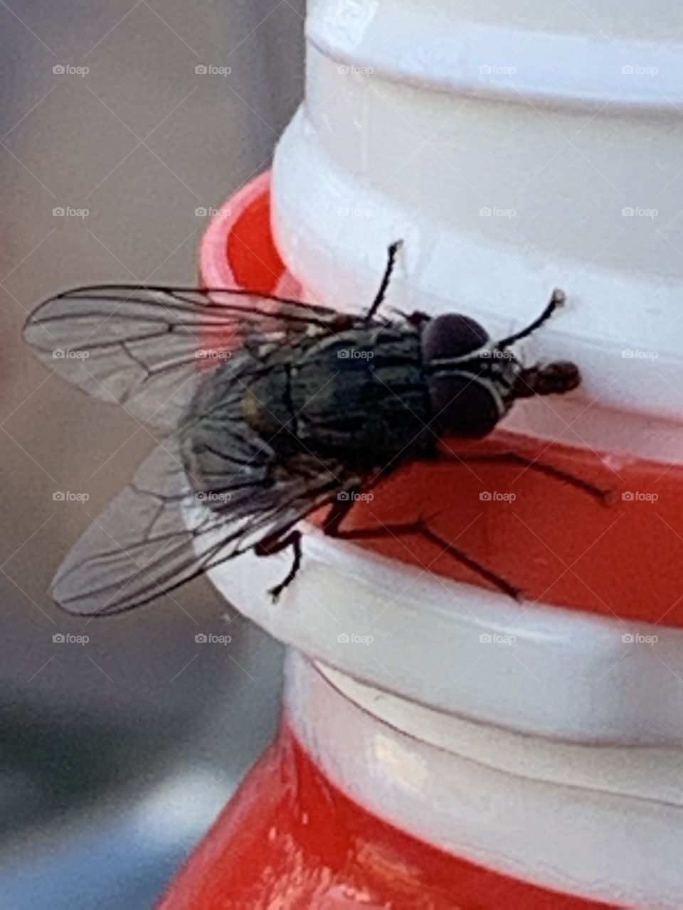 Fly on a bottle 