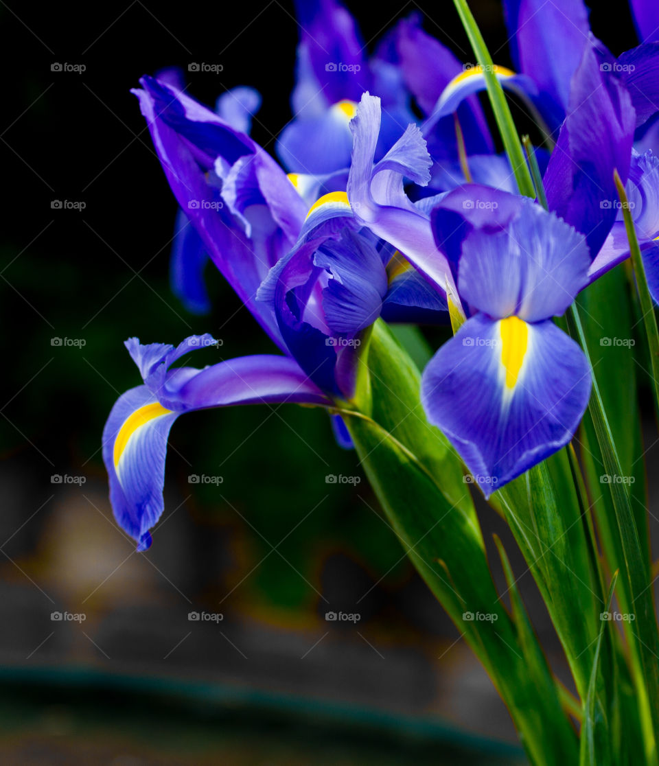 flowers purple card iris by idon