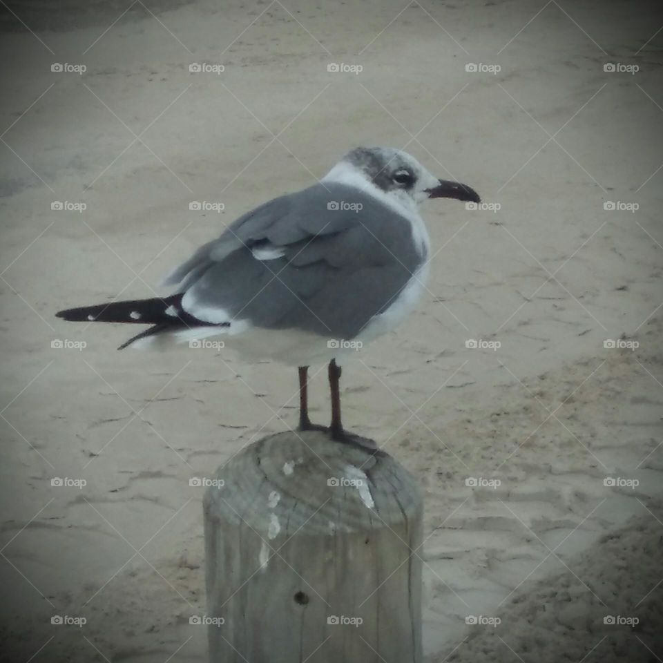 Lonely Seagull