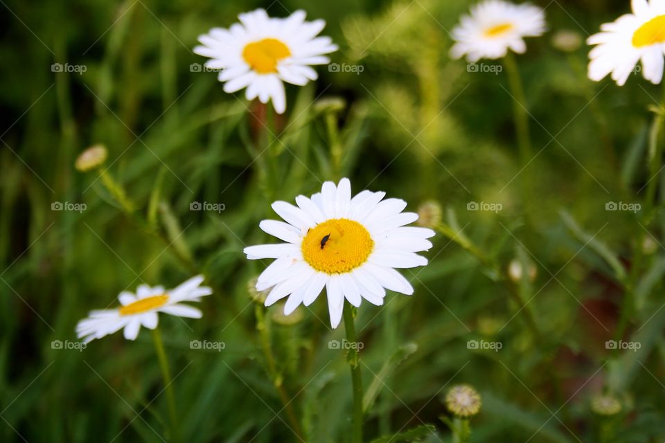 Flowers in the field