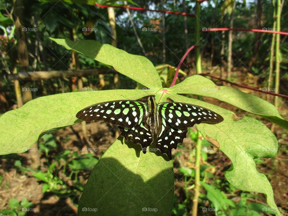 Graphium agamemnon butterfly perched on a leaf