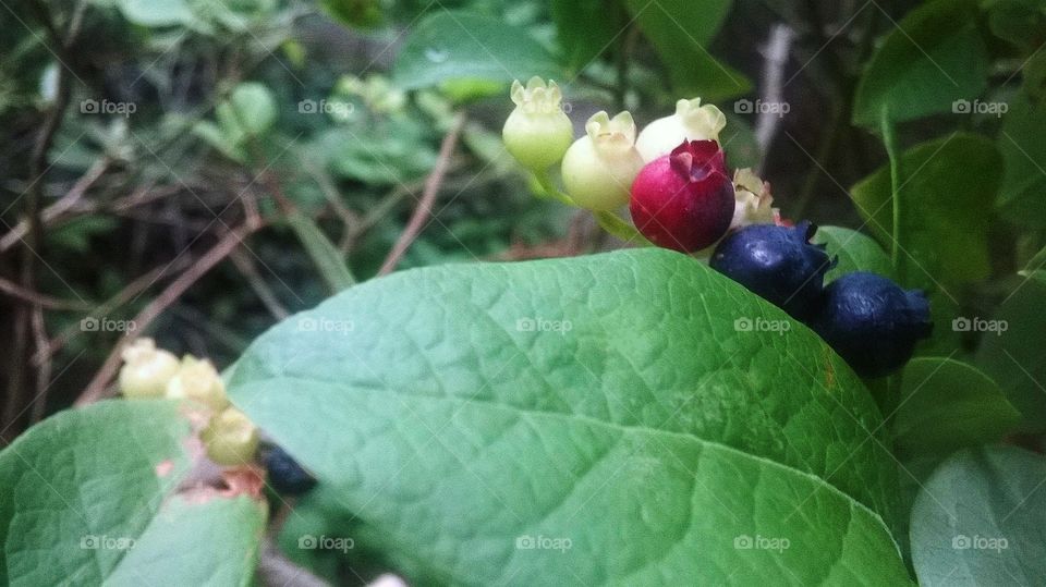 Wild blueberries in different phases of growth represented by the colors light green, yellow, dark red, and blue on top of A bright green leaf with others blurred in the background.