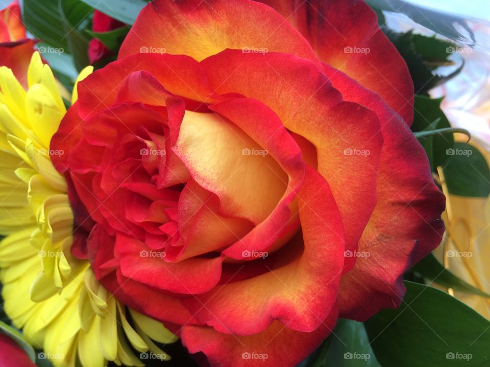 Red orange yellow rose 