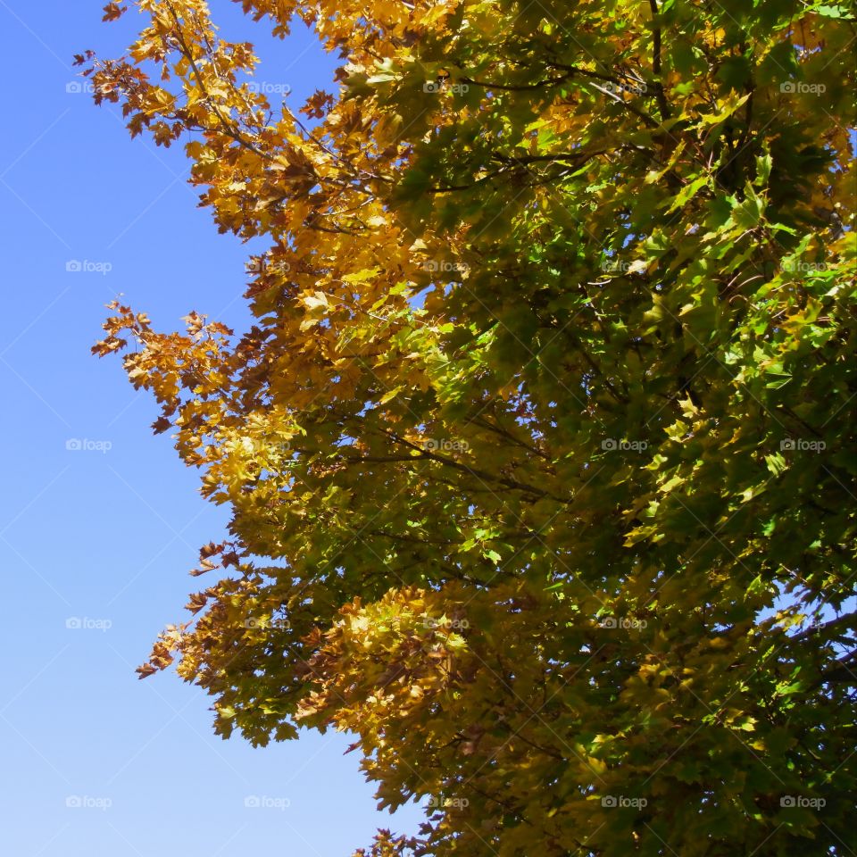 A beautiful maple tree with leaves in their fall colors of red, orange, yellow, and green in a pastel on a sunny fall day.