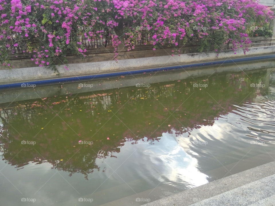 little pool and vine of pink flowers