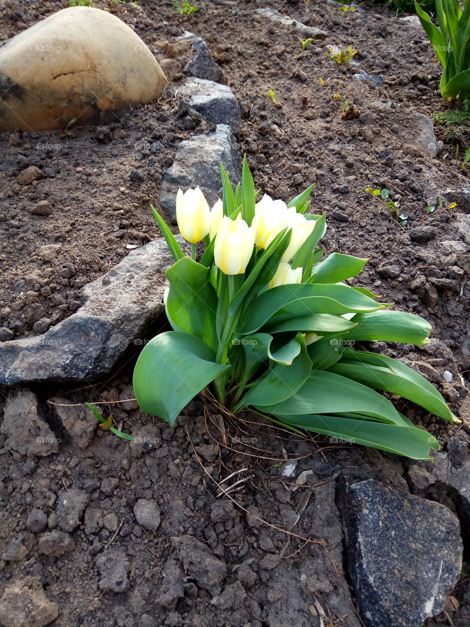 green tulips on the flowerbed