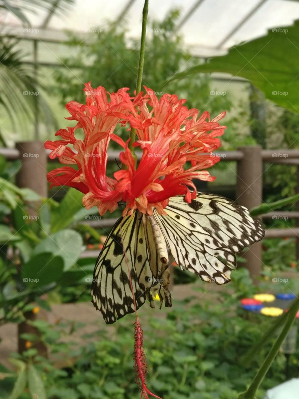 up close to butterflies