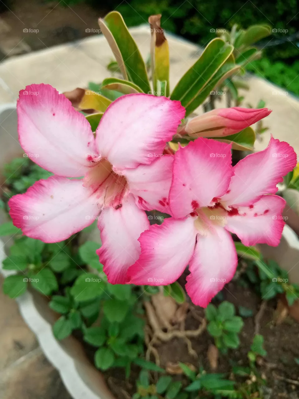 beutiful in pink