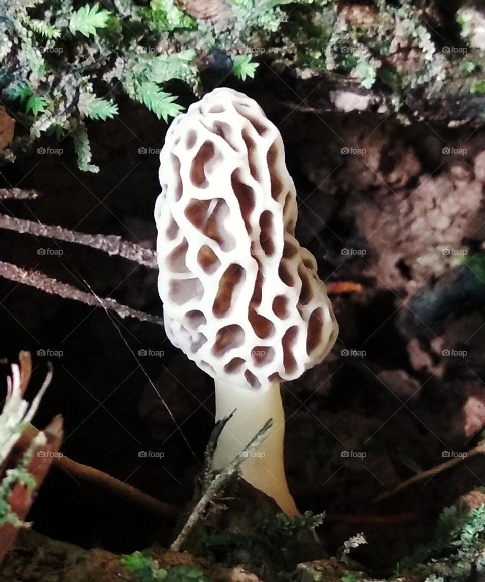This striking photograph captures a morel mushroom, a rare and prized delicacy known for its earthy flavor and unique shape. The intricate texture and natural beauty of the mushroom are highlighted by the softness of the leaves and branches around.