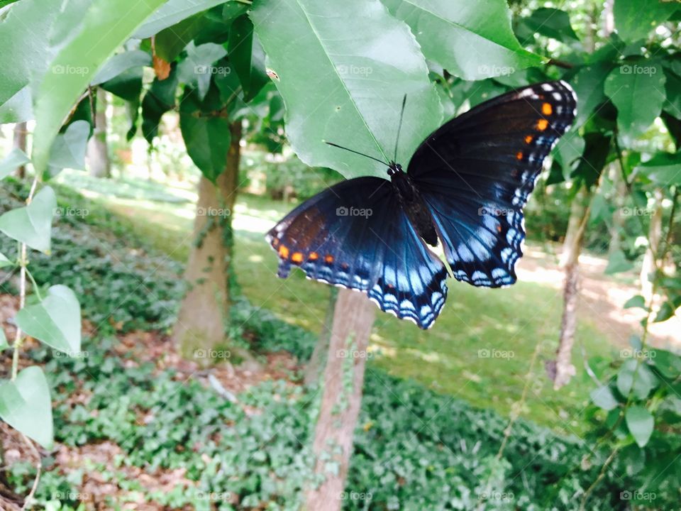 Blue, black, and orange butterfly on a leaf.