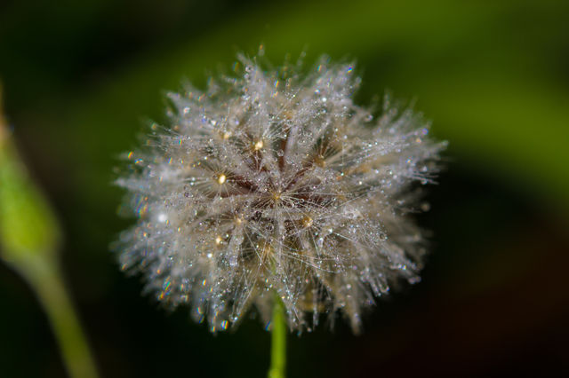 dandilion with some water on it after the rains