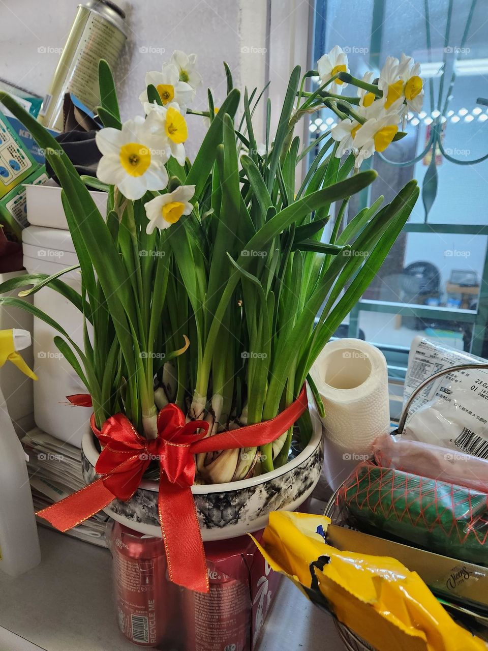 “Narcissus tazetta” is normally mutual during the early spring season, and it comes with a nice smell of flowers in full bloom. Therefore, these flowers are represented as a symbol of lucky for placing on the table during the Chinese New Year.