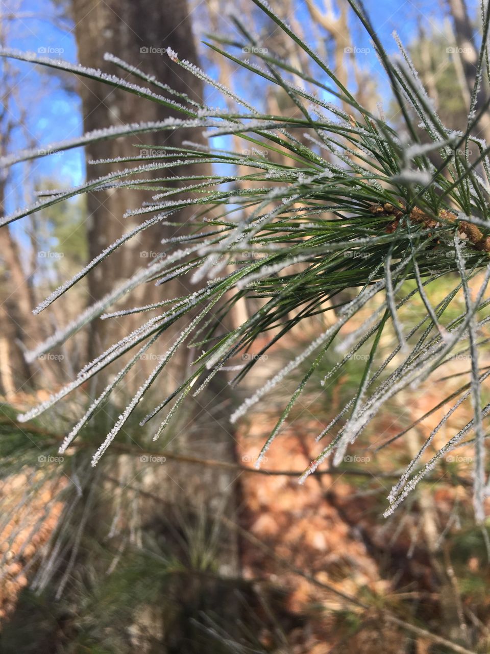 Ice on the Pine
