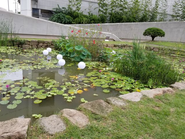 Pond