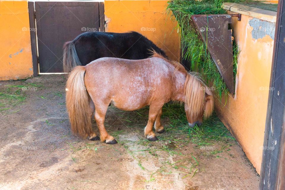 Pair of ponies eating at a stable.