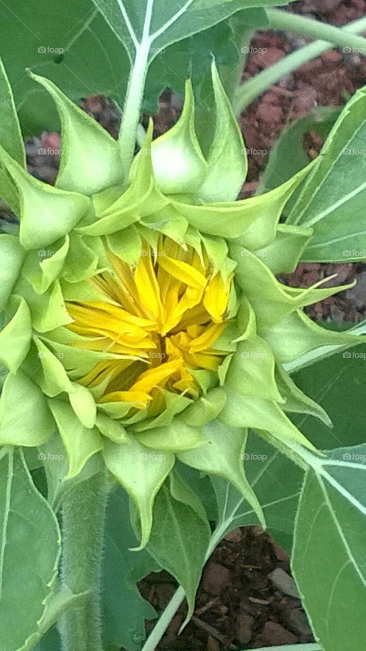 Sunflower