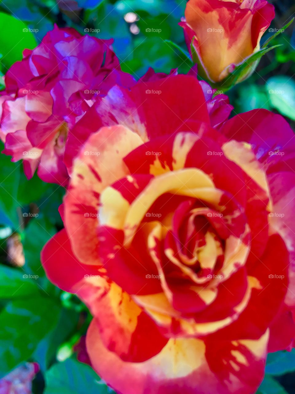 Bright Roses