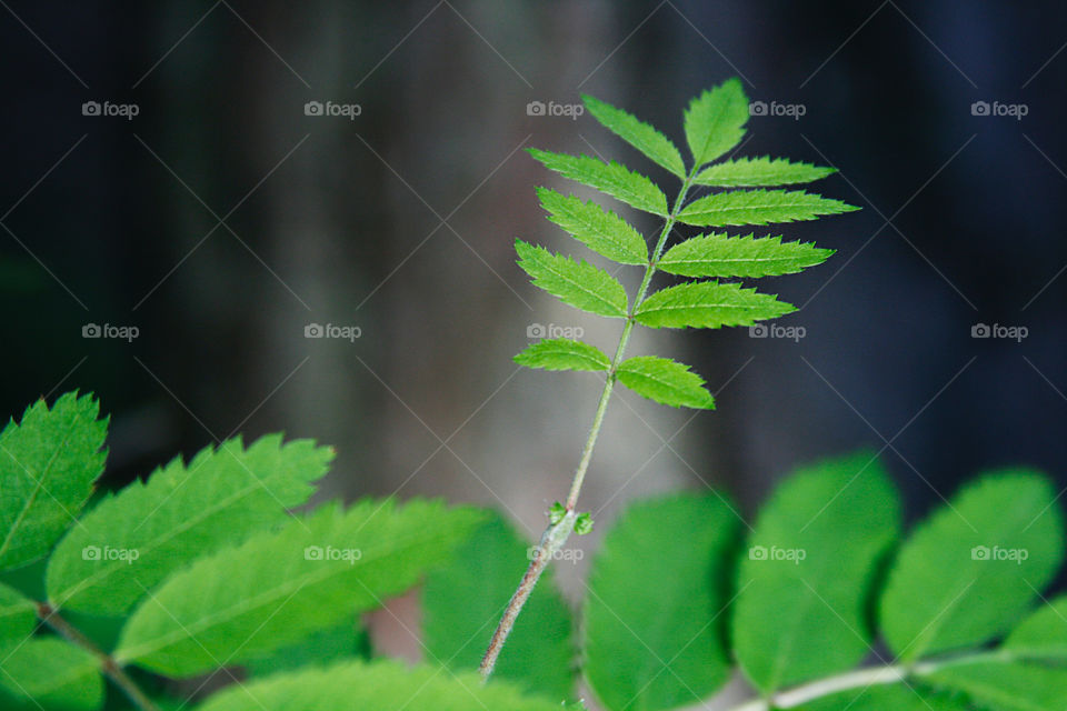 Foliage 