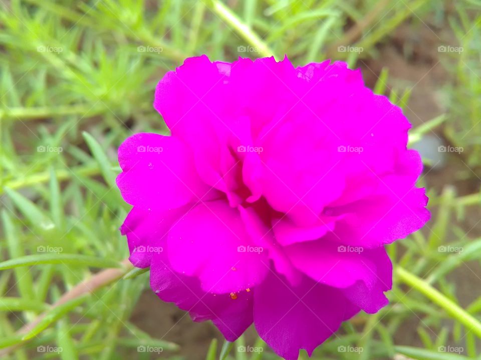 The flower of Ganga dubi.