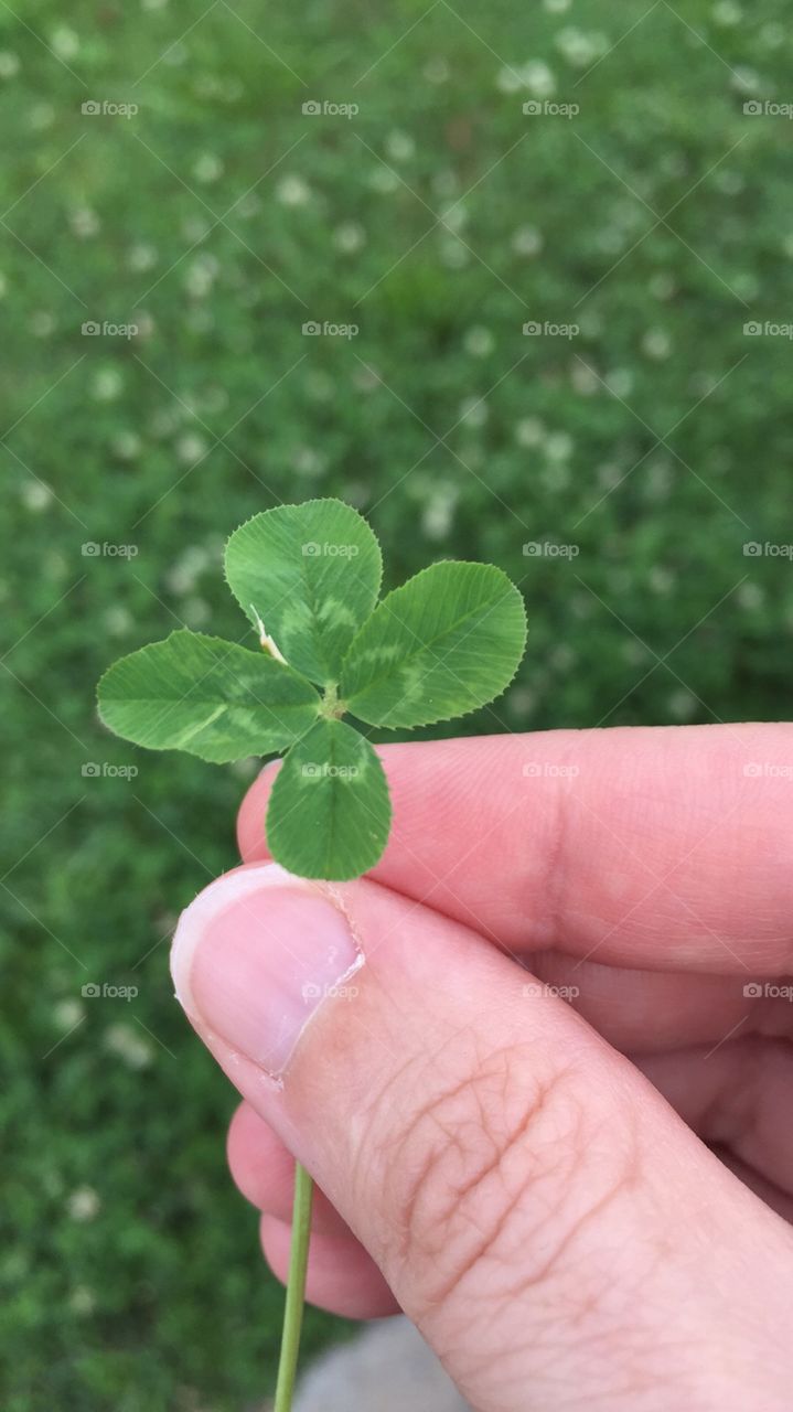 Lucky four leaf clover 