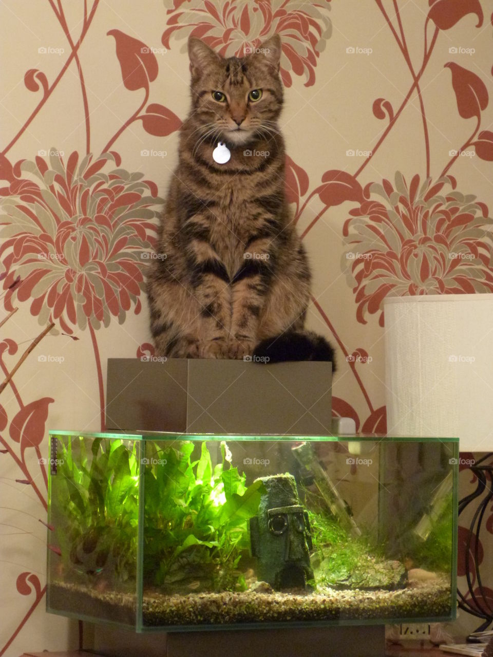 cat sitting on a fish tank aquarium 