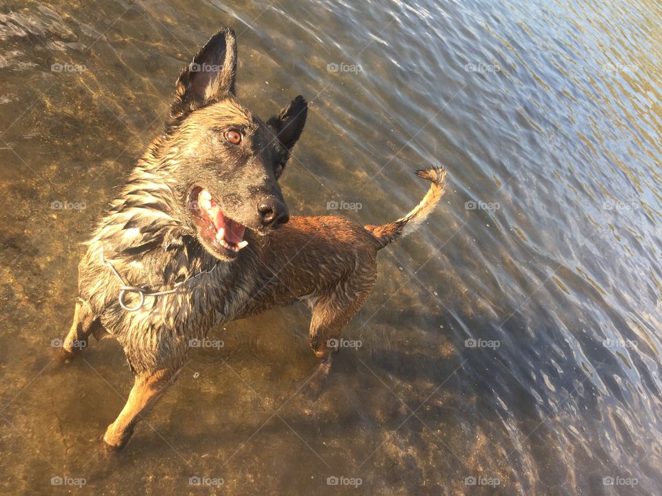 Dog playing