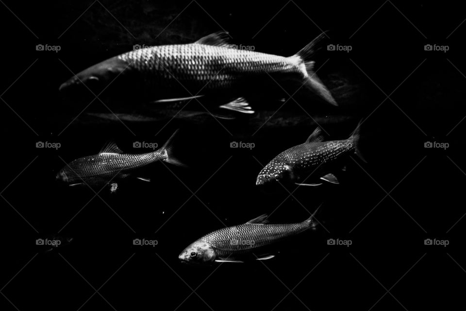 several fish underwater