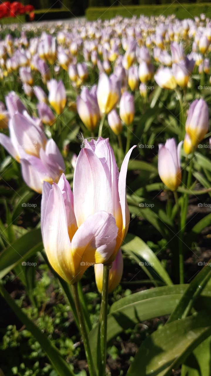 тюльпани