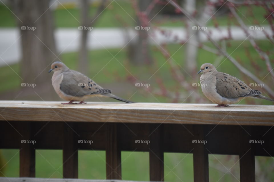 two doves