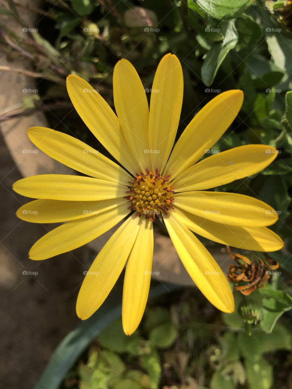 Another stunning yellow flower, not a sunflower, more a daisy type stunner.