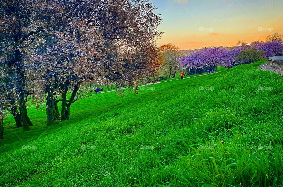 #grass #cherry #blossom #sunset