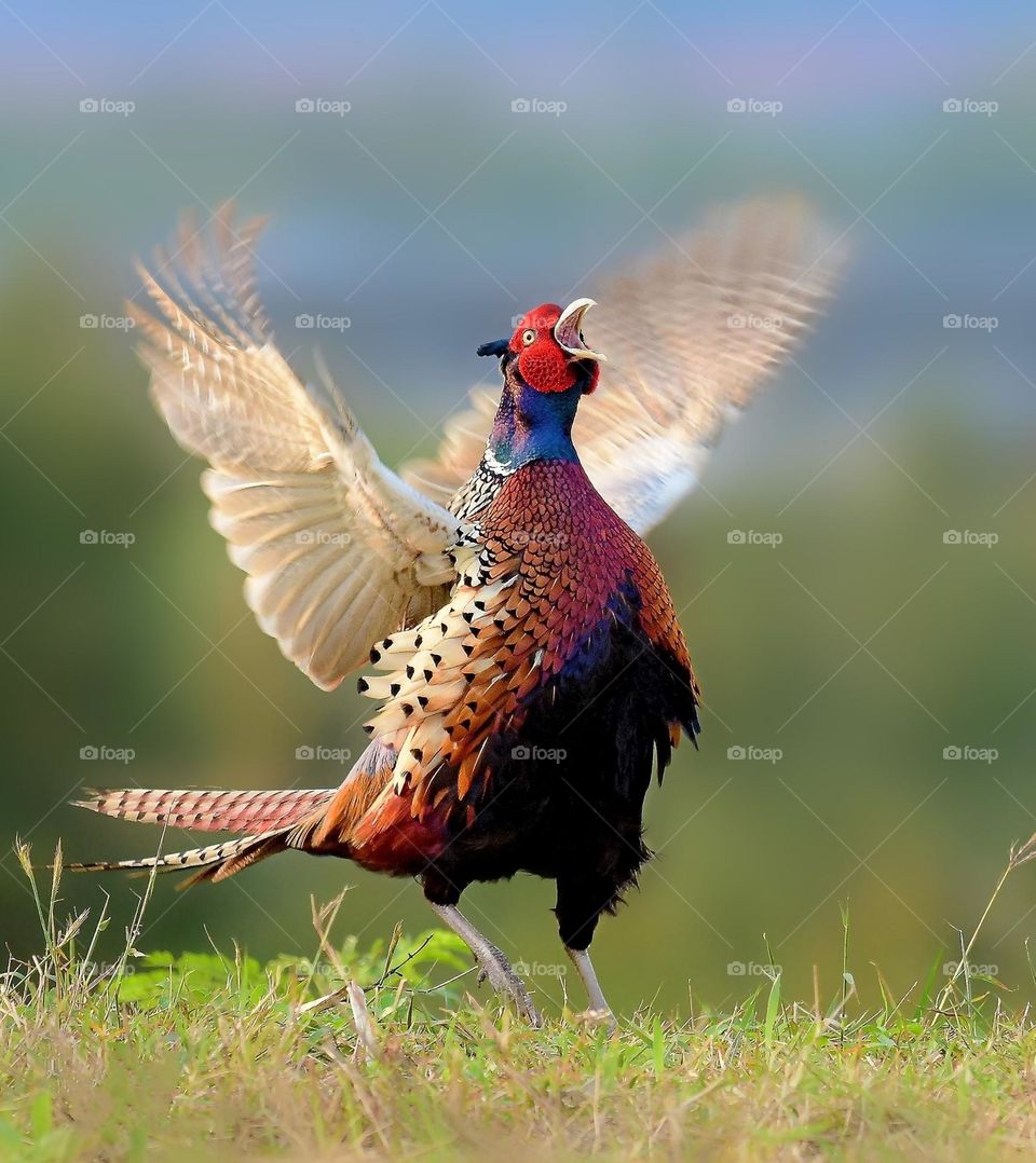 Beautiful and cute chicken