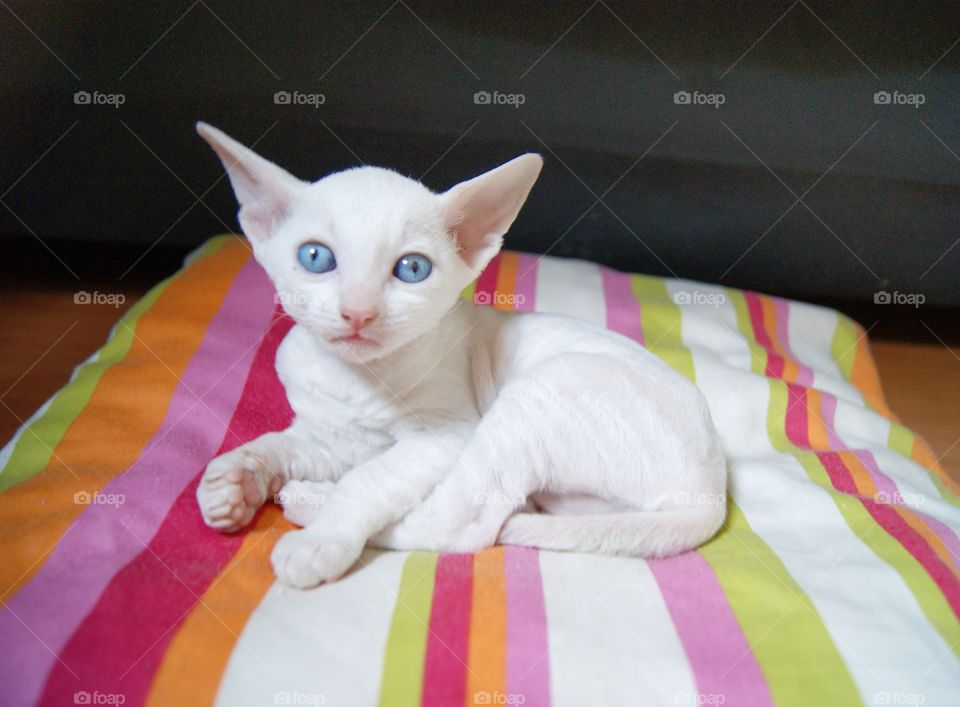 small cat cornish rex. pussycat