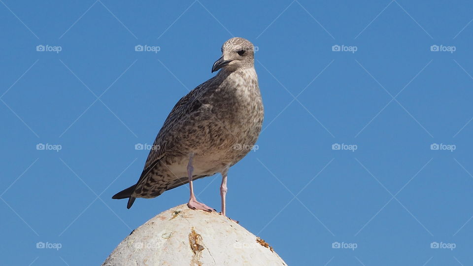 Seagull