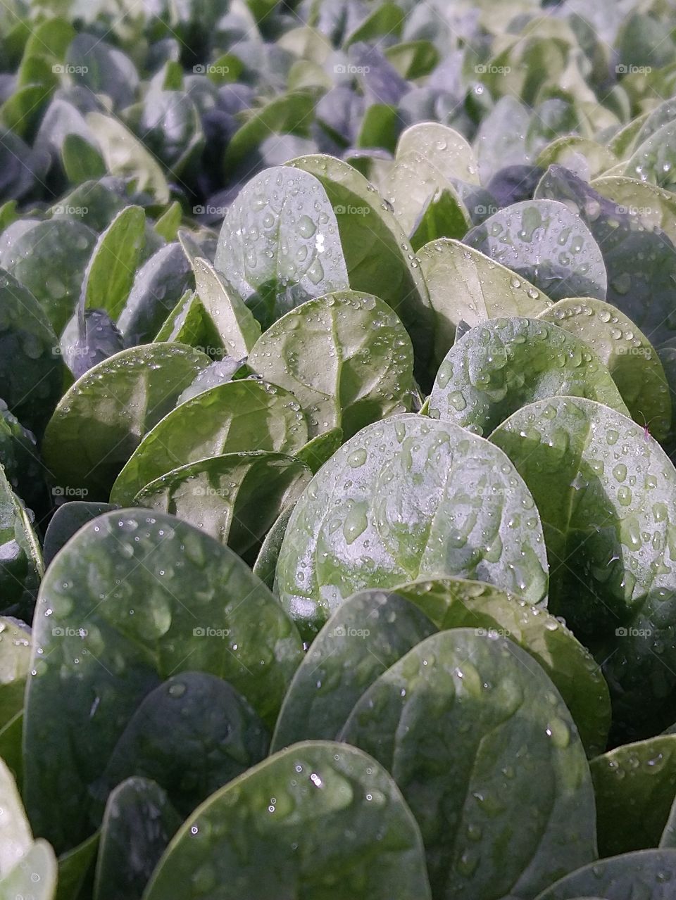 Fresh spinach