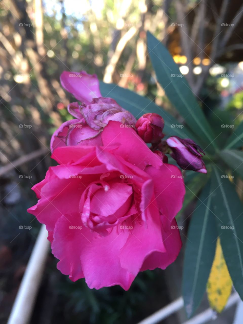 A beleza das pétalas rosas!
🌹 
#flowers
#flores
#flor
#Jardinagem é nosso #hobby!