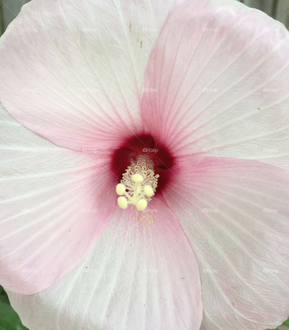 Gorgeous hibiscus