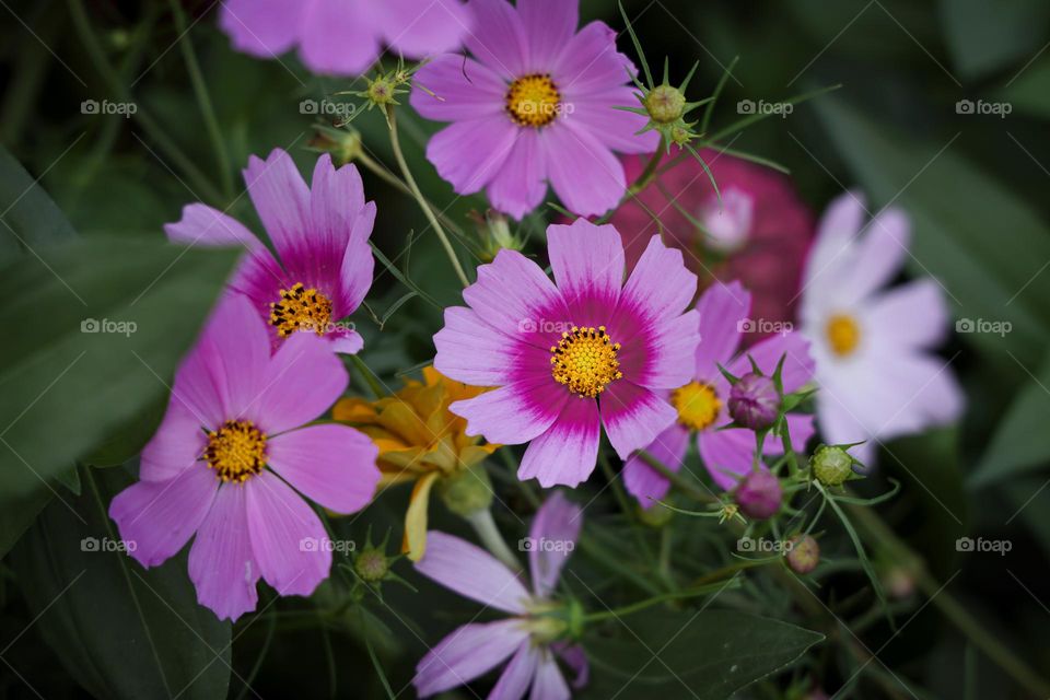 在铜鉴湖看花