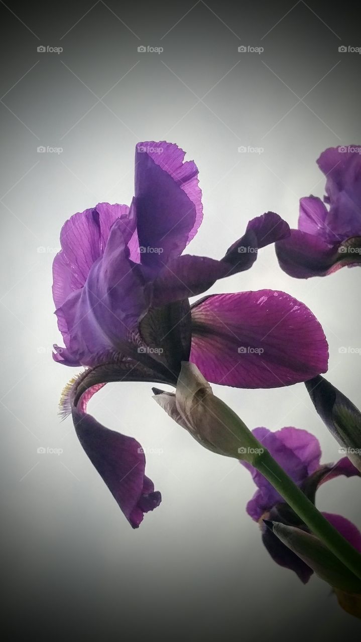 purple iris on an overcast day