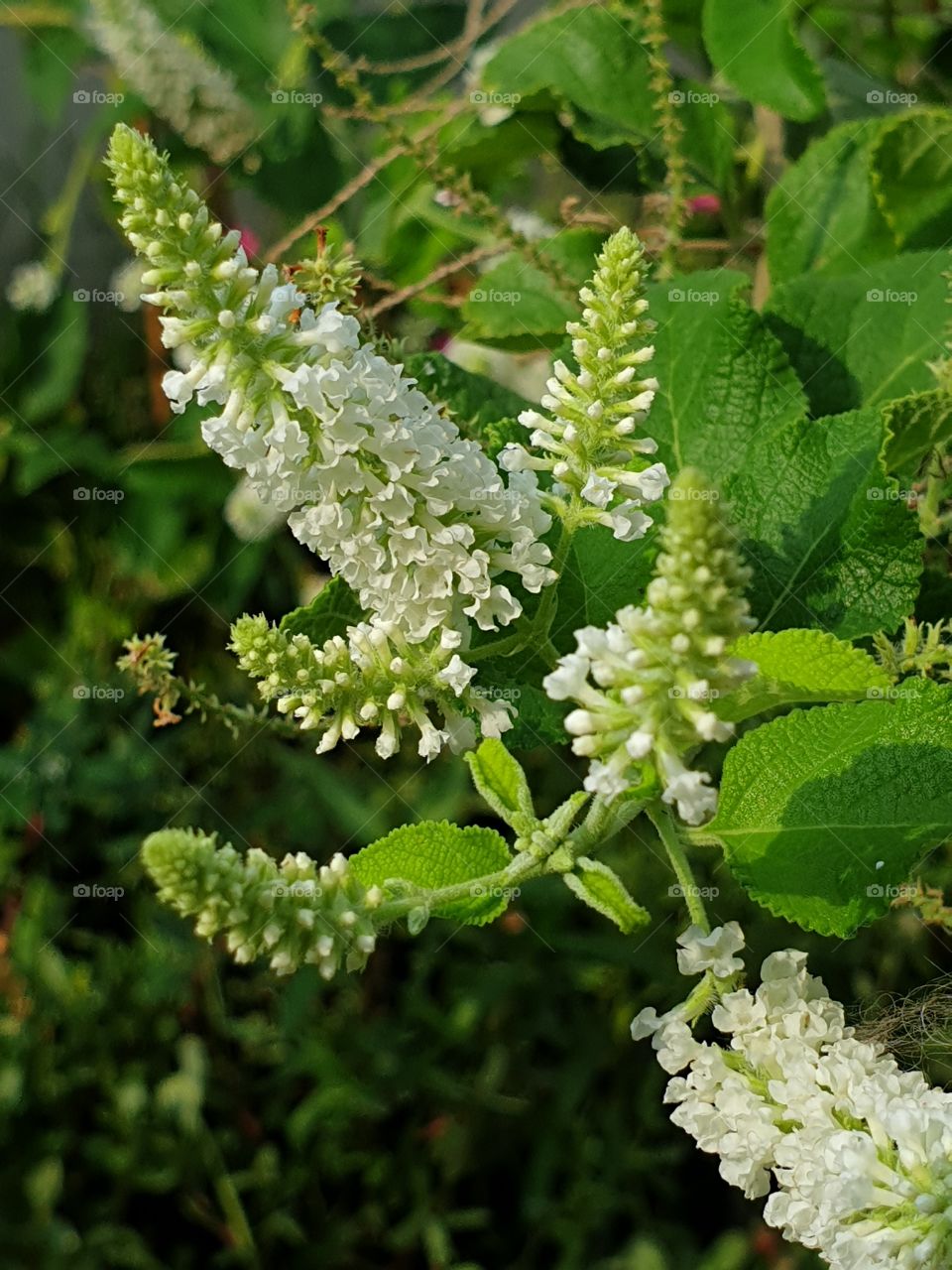 the beautiful flowers