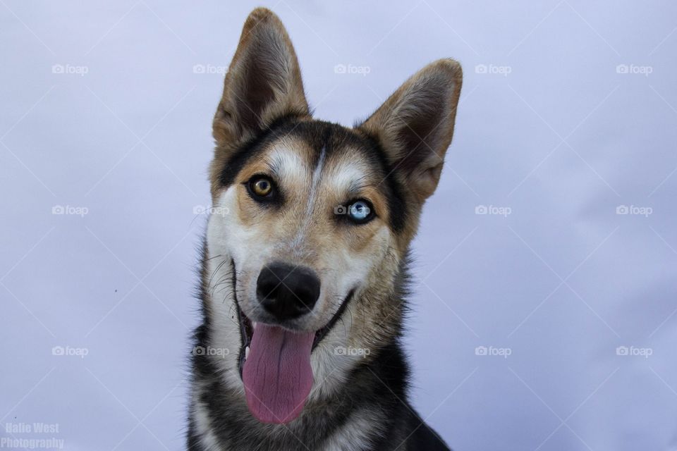 Portrait of shepard dog