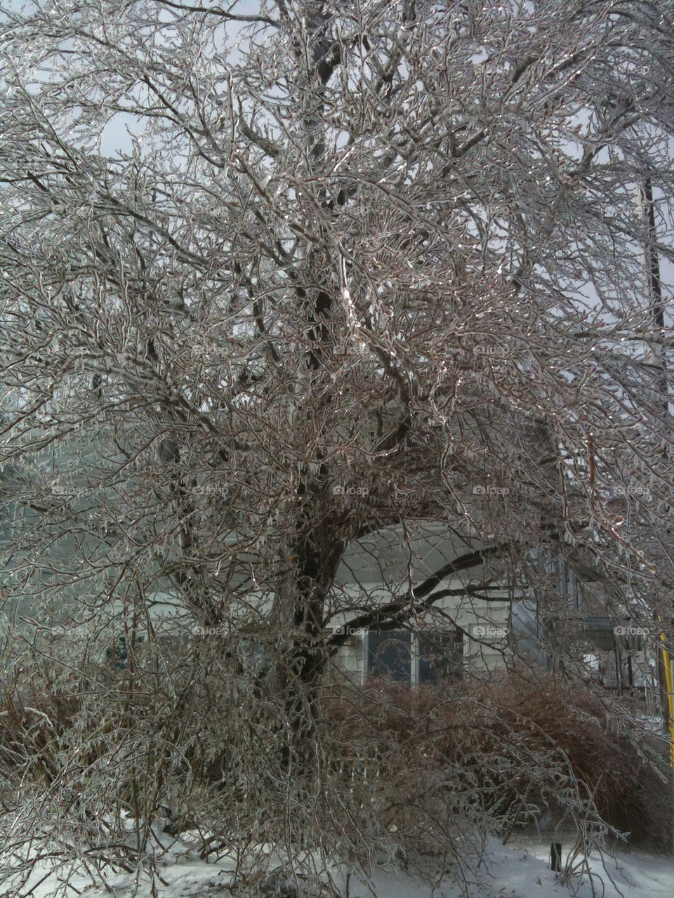 winter tree storm michigan by jshadle