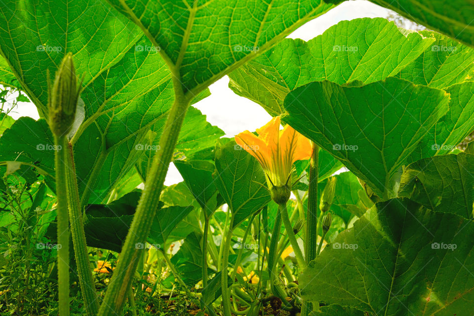 Big yellow flower