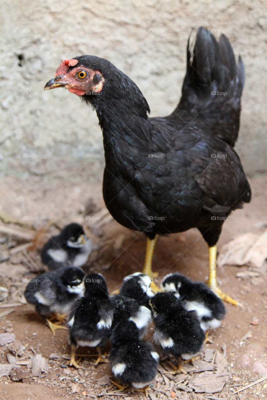 Hen with chicks