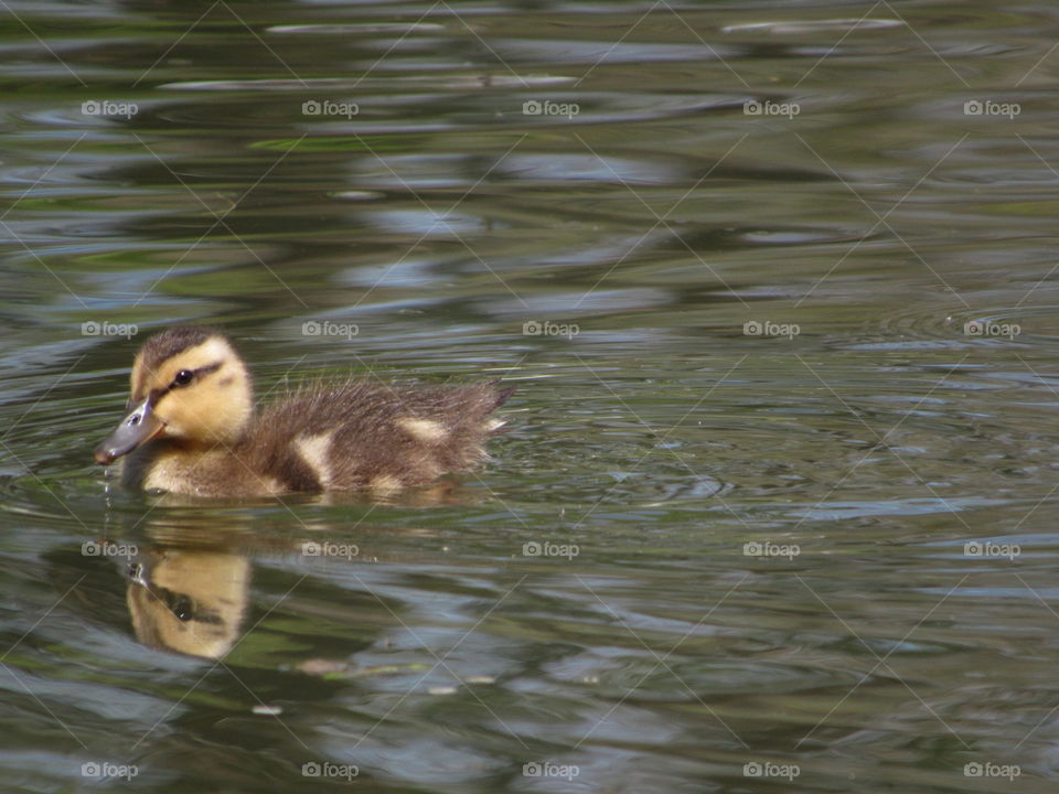 Duckling at Glen Falls
