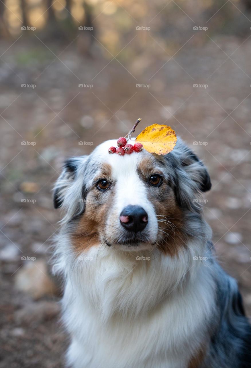 Cute dog with yellow leaf looking at camera. Australian Shepherd