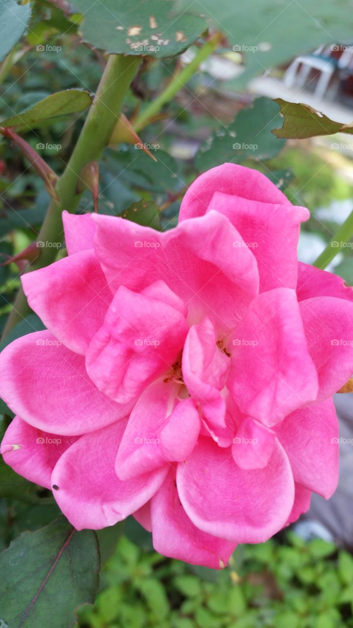 Garden Rose 3